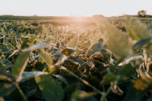 soybean prices forecasting paper traive EUSIPCO 2024