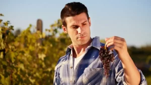 homem analisando uvas vinhedo