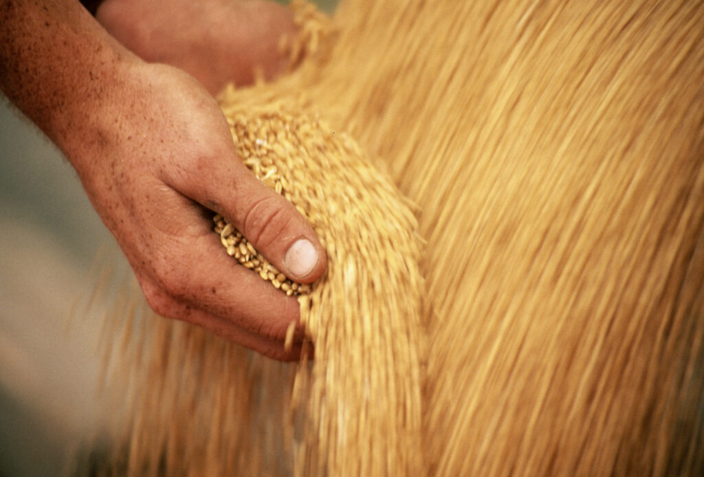 HANDS WITH WHEAT DURING HARVEST