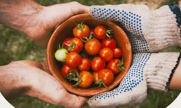foto maos tomates e1691067545876